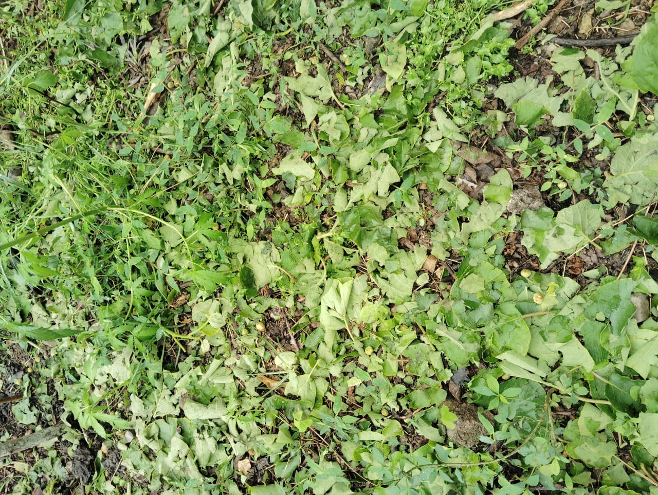 पच्छाद के वासनी क्षेत्र में हुई ओलावृष्टि। स्रोत: ग्रामीण पच्छाद के वासनी क्षेत्र में हुई ओलावृष्टि। स्रोत: ग्रामीण