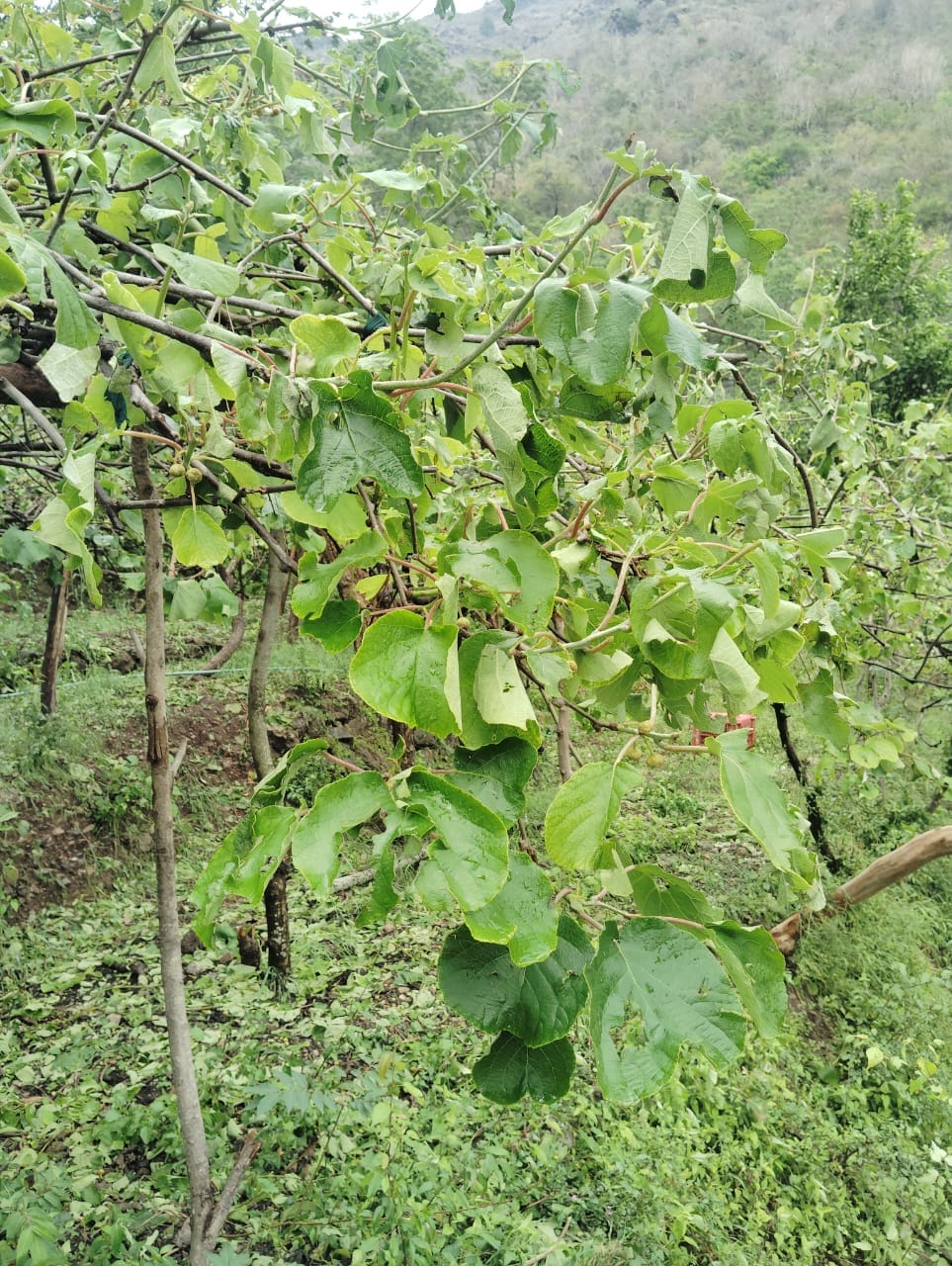 पच्छाद के वासनी क्षेत्र में हुई ओलावृष्टि। स्रोत: ग्रामीण पच्छाद के वासनी क्षेत्र में हुई ओलावृष्टि। स्रोत: ग्रामीण