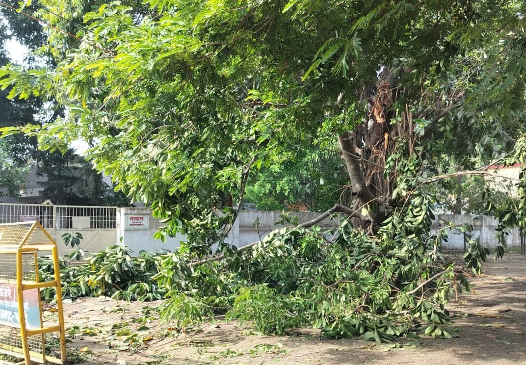 पड़ौआ में रोड पर गिरा नीम का पेड़। संवाद