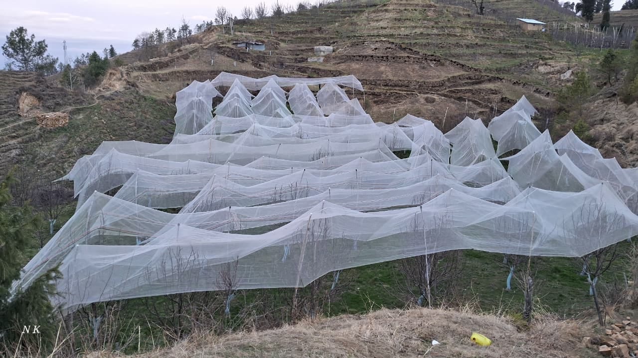 रामपुर की कंछीण घोड़ी के सरोटा क्षेत्र में बागवानों ने बगीचों में लगाई एंटी हेलनेट। संवाद रामपुर की कंछीण घोड़ी के सरोटा क्षेत्र में बागवानों ने बगीचों में लगाई एंटी हेलनेट। संवाद