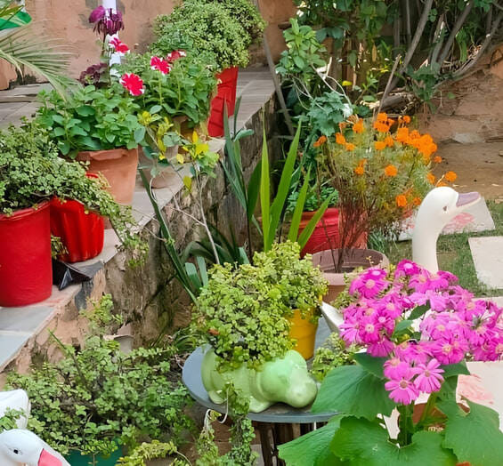 रोशनी रोशनी