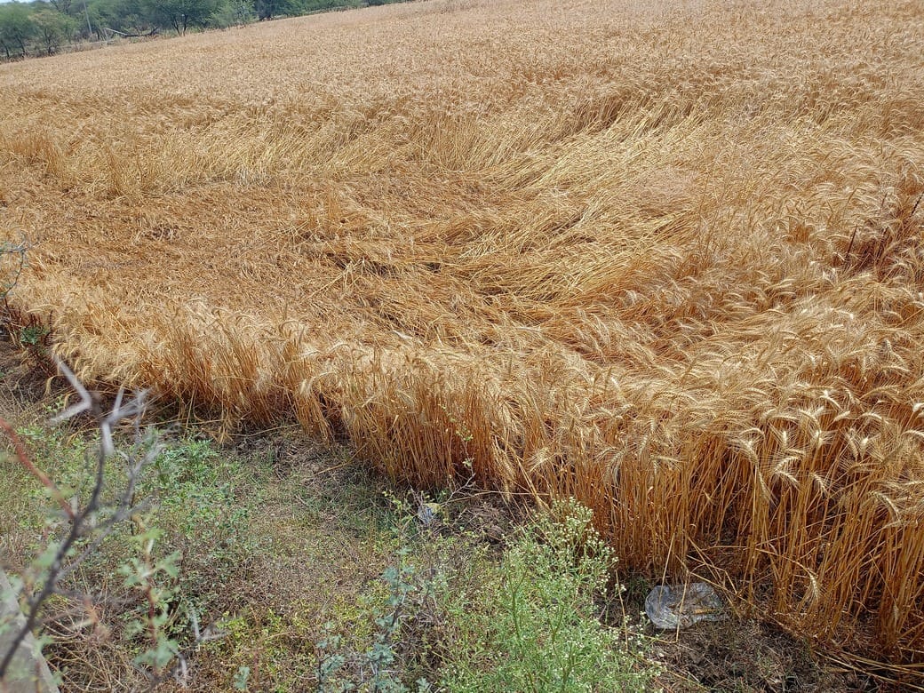 फोटो 05 एचएएमपी 22- बारिश से तबाह हुई फसलों के नुकसान का जायजा लेते एसडीएम करनवीर सिंह। संवाद