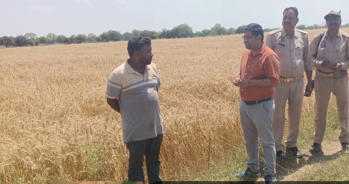 फोटो 05 एचएएमपी 22- बारिश से तबाह हुई फसलों के नुकसान का जायजा लेते एसडीएम करनवीर सिंह। संवाद