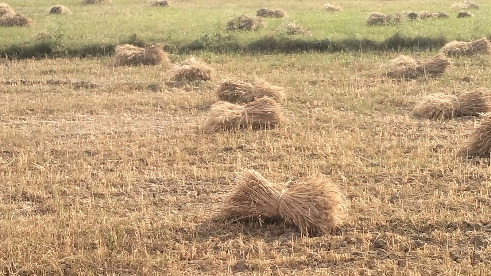 फोटो 05सीकेटीपी 19 अरकी गांव के खेत में कटी गेहूं फसल। संवाद