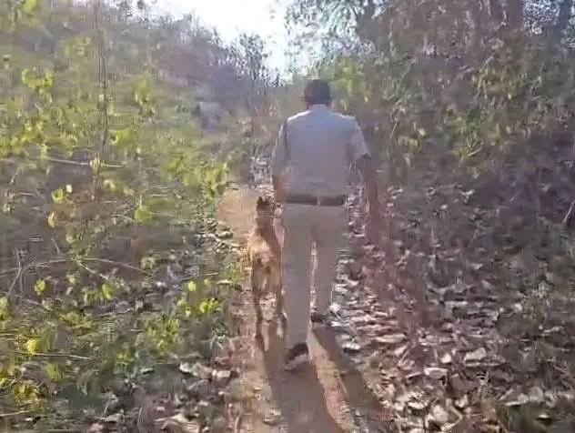 जंगल में बाघ का क्षत-विक्षत शव मिला, मौत की गुत्थी सुलझाने में जुटा वन विभाग