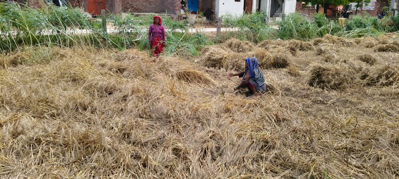 कस्बा निधौली कलां में गेहूं की कटी फसलों में भरा पानी। संवाद