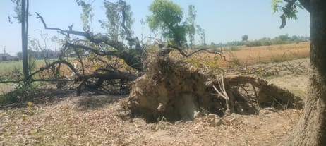 महुली में गिरा बिजली का खंभा। संवाद