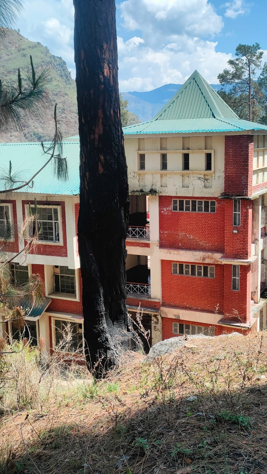 नेरवा में कालेज भवन के साथ खतरा बने पेड़