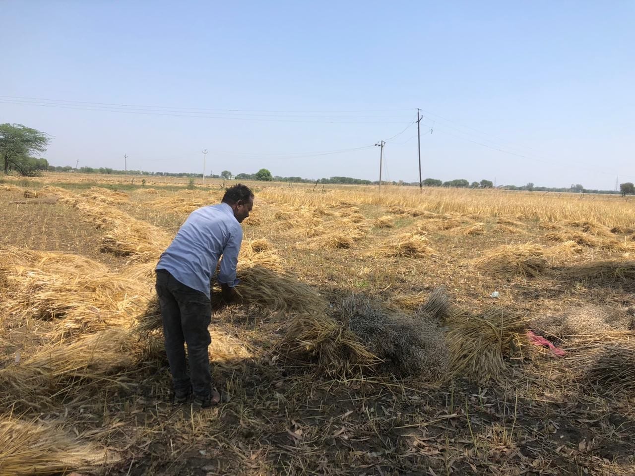 पैलानी के खप्टिहाकलां गांव में फसल सुखाती महिला किसान। संवाद पैलानी के खप्टिहाकलां गांव में फसल सुखाती महिला किसान। संवाद
