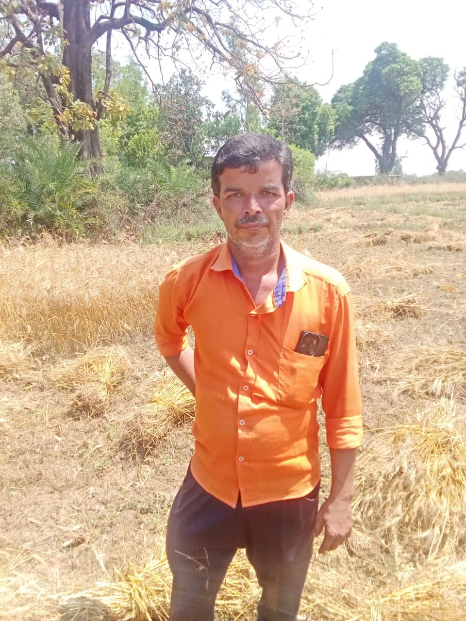 पैलानी के खप्टिहाकलां गांव में फसल सुखाती महिला किसान। संवाद पैलानी के खप्टिहाकलां गांव में फसल सुखाती महिला किसान। संवाद