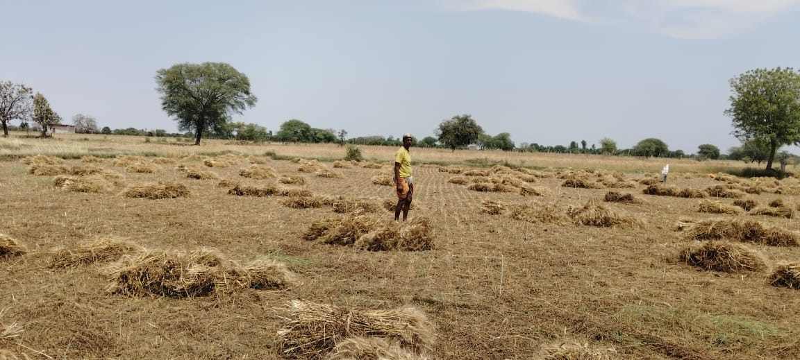 पैलानी के खप्टिहाकलां गांव में फसल सुखाती महिला किसान। संवाद पैलानी के खप्टिहाकलां गांव में फसल सुखाती महिला किसान। संवाद