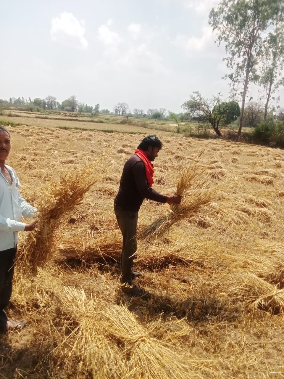 पैलानी के खप्टिहाकलां गांव में फसल सुखाती महिला किसान। संवाद पैलानी के खप्टिहाकलां गांव में फसल सुखाती महिला किसान। संवाद