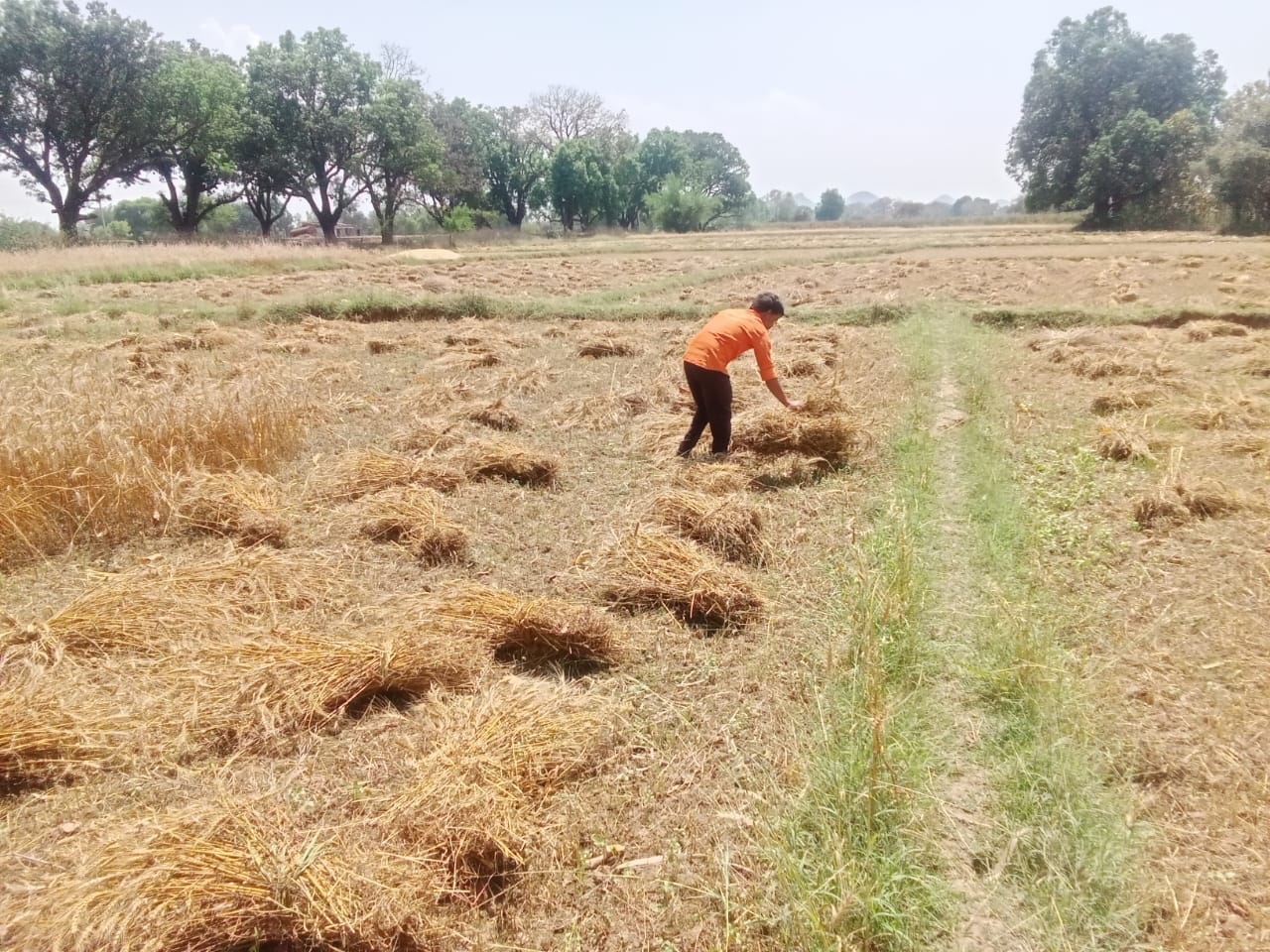 पैलानी के खप्टिहाकलां गांव में फसल सुखाती महिला किसान। संवाद पैलानी के खप्टिहाकलां गांव में फसल सुखाती महिला किसान। संवाद