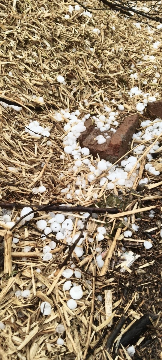 पैलानी के खप्टिहाकलां गांव में फसल सुखाती महिला किसान। संवाद पैलानी के खप्टिहाकलां गांव में फसल सुखाती महिला किसान। संवाद