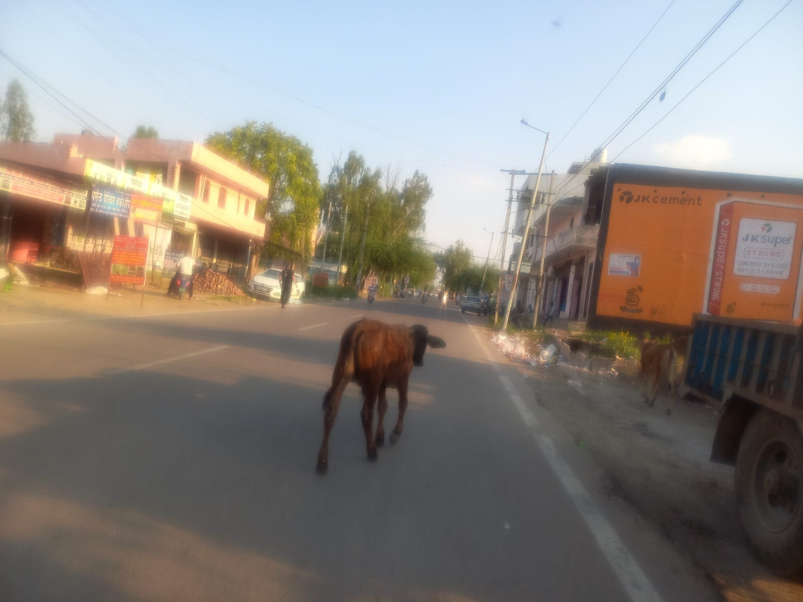 06jjrp06- रेलवे रोड पर घूमते बेसहारा पशु। संवाद 06jjrp06- रेलवे रोड पर घूमते बेसहारा पशु। संवाद