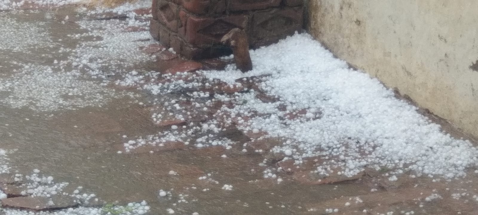 फोटो 40 बारिश और ओले गिरने से खराब हुआ गेहूं दिखाता किसान। संवाद फोटो 40 बारिश और ओले गिरने से खराब हुआ गेहूं दिखाता किसान। संवाद