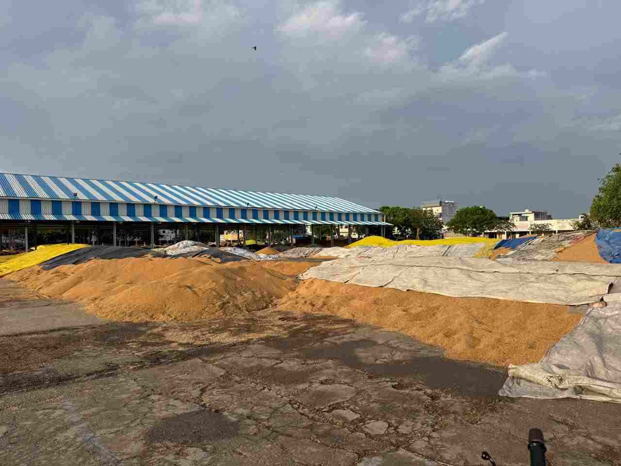 फोटो  : सोनीपत की अनाज मंडी में बूंदाबांदी की वजह से तिरपाल के अभाव में भीगी पड़ी गेहूं की ढेरी