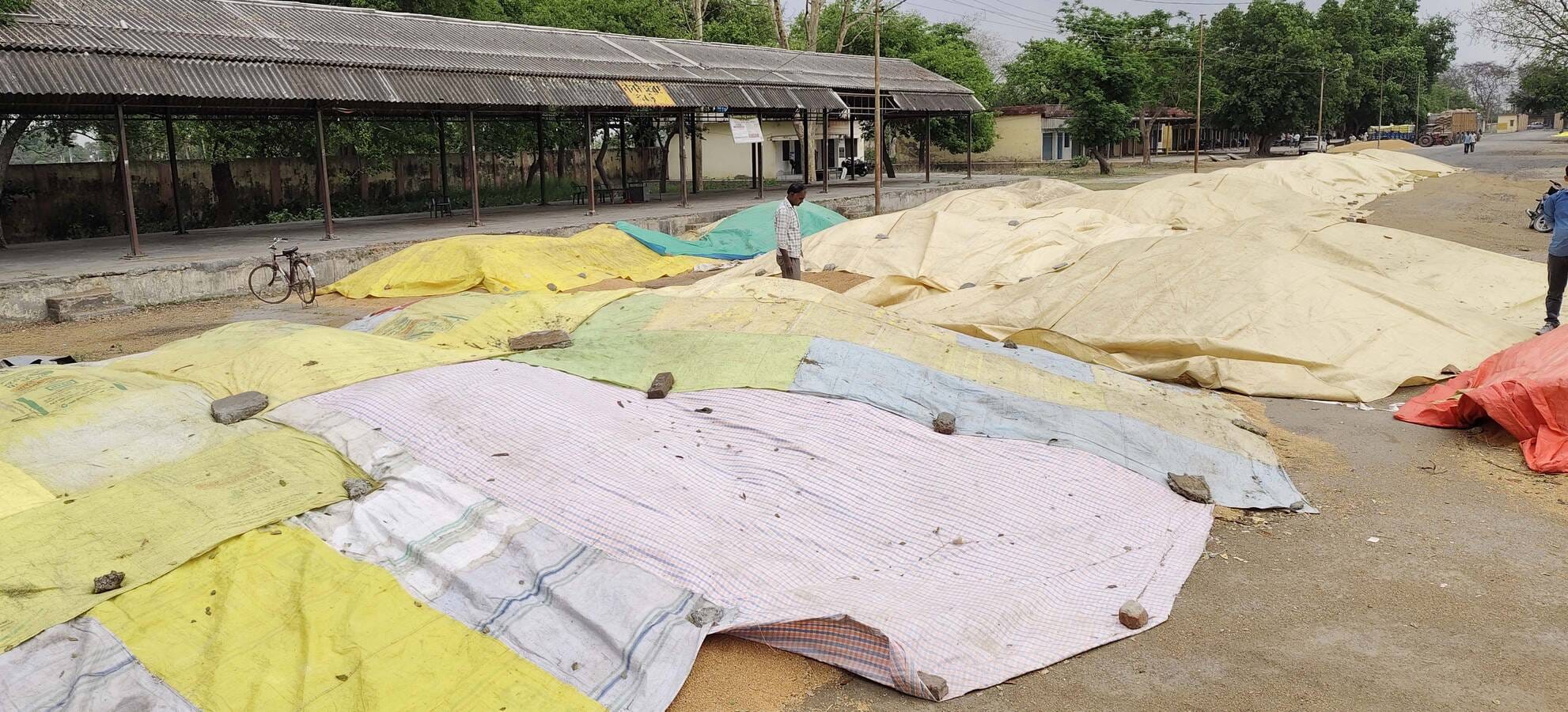 पुवायां मंडी परिसर में गेहूं जलाते किसान। संवाद