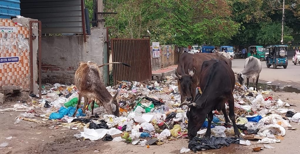 रेवाड़ी। नाईवाली चौक के पास कूड़े के डस्टबिन के बाद पड़ा कूड़ा। संवाद