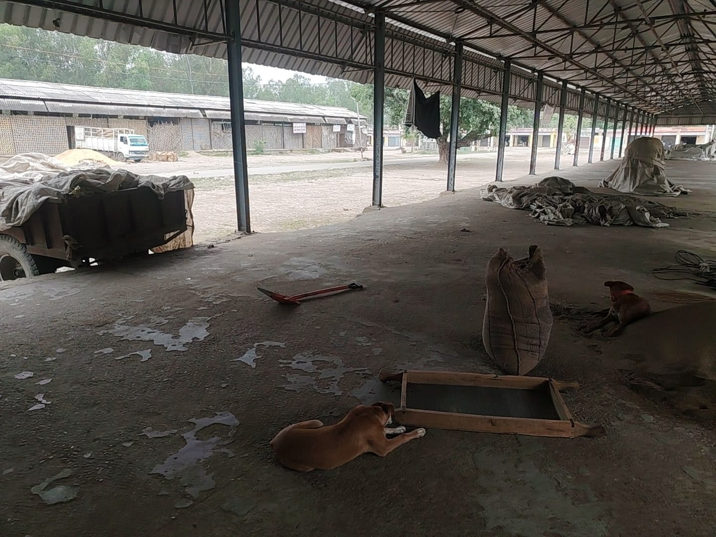 शिकारपुर मंडी में बंद पड़ा गेहूं क्रय केंद्र। संवाद