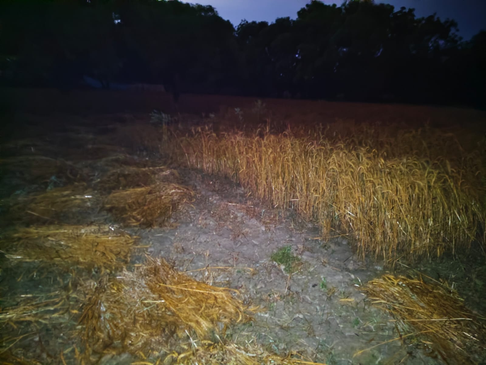 आंधी-बारिश में खराब हुई फसल।