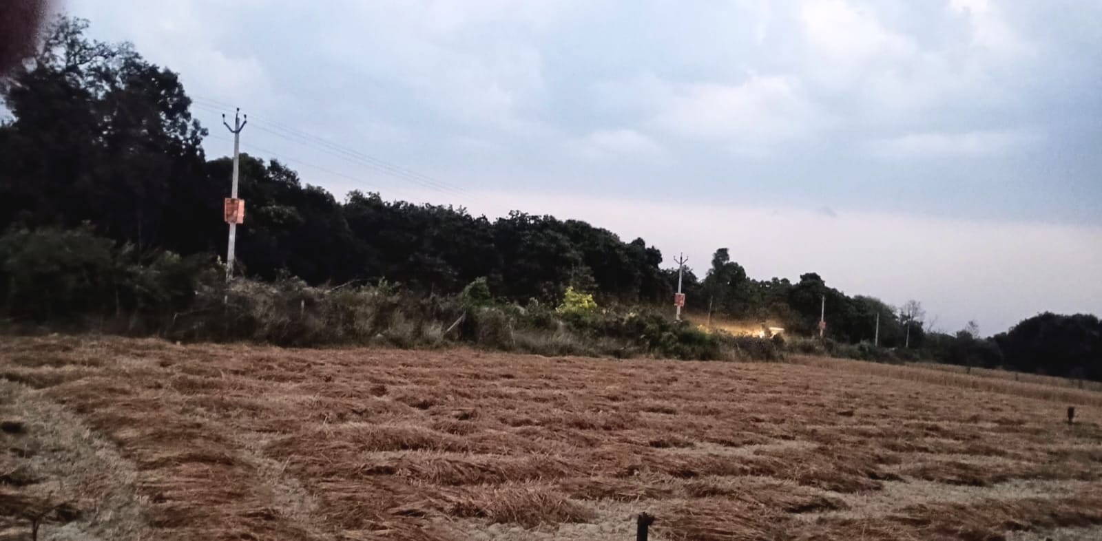 आंधी-बारिश में खराब हुई फसल।