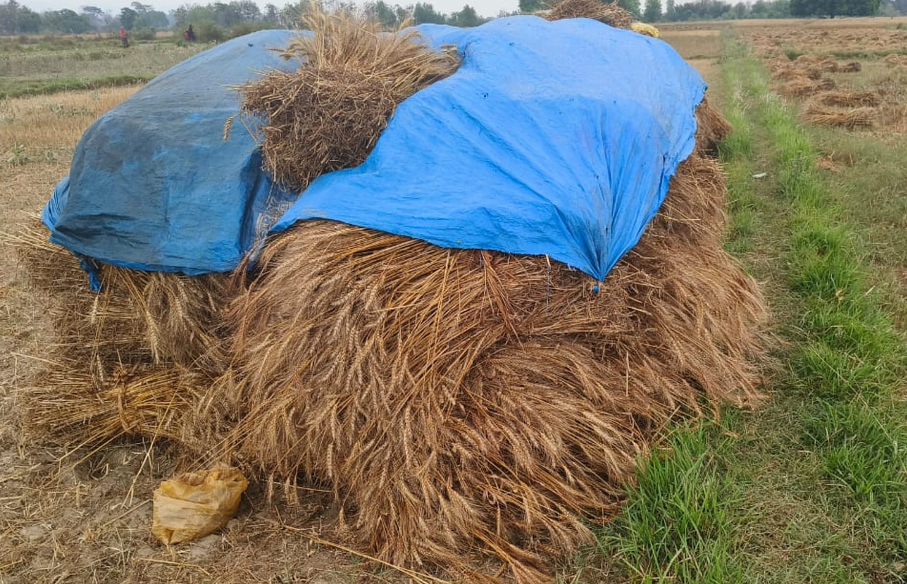 फोटो-23- बलरामपुर के पेहर बाजार में हवा चलने से गिरी गेहूं की फसल। संवाद