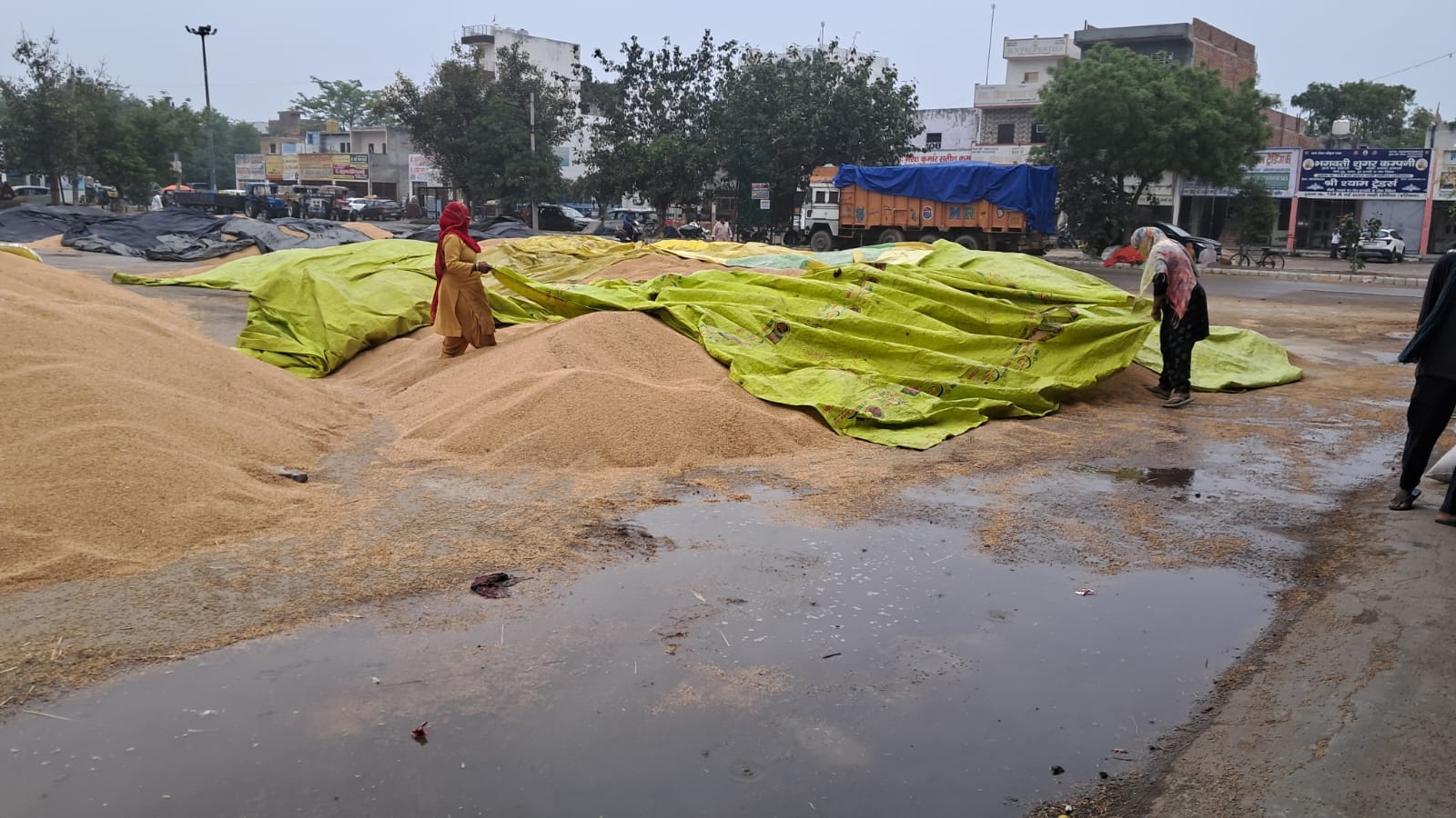 फोटो  : सोनीपत की अनाज मंडी में बूंदाबांदी की वजह से तिरपाल के अभाव में भीगी पड़ी गेहूं की ढेरी