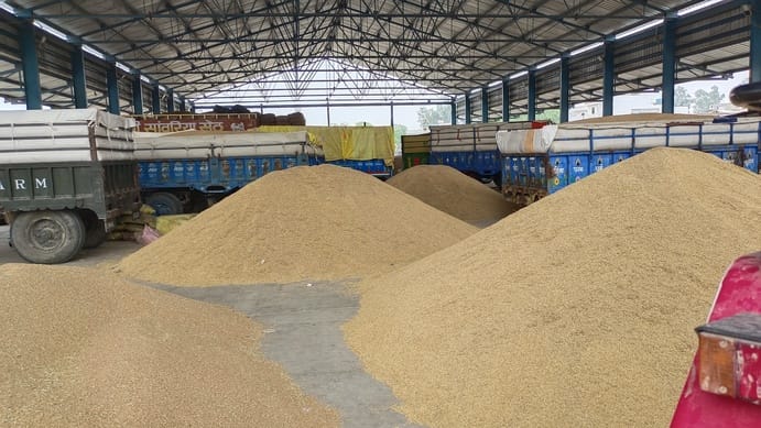 गोहाना मंडी में शेड के नीचे खड़ी गेहूं से भरी ट्राली। संवाद