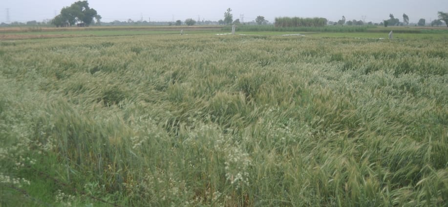 गांव दस्तोई रोड पर खेत में गेंहू की फसल काटती महिला। संवाद गांव दस्तोई रोड पर खेत में गेंहू की फसल काटती महिला। संवाद