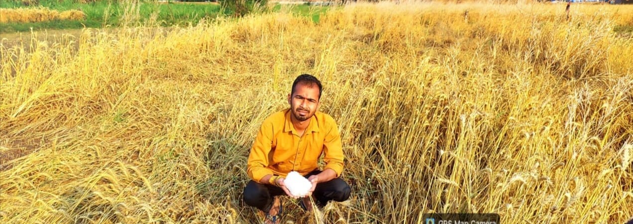 हस्तिनापुर के खादर क्षेत्र में पकी खड़ी गेहूं की फसल स्रोत संवाद हस्तिनापुर के खादर क्षेत्र में पकी खड़ी गेहूं की फसल स्रोत संवाद