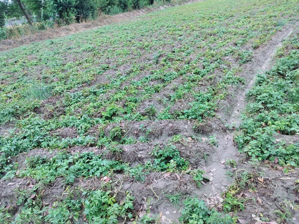 काले बादल फसलों पर नही किसान की किस्मत पर है........कुछ दिनों से हो रही बारिश के चलते ऊना में ग