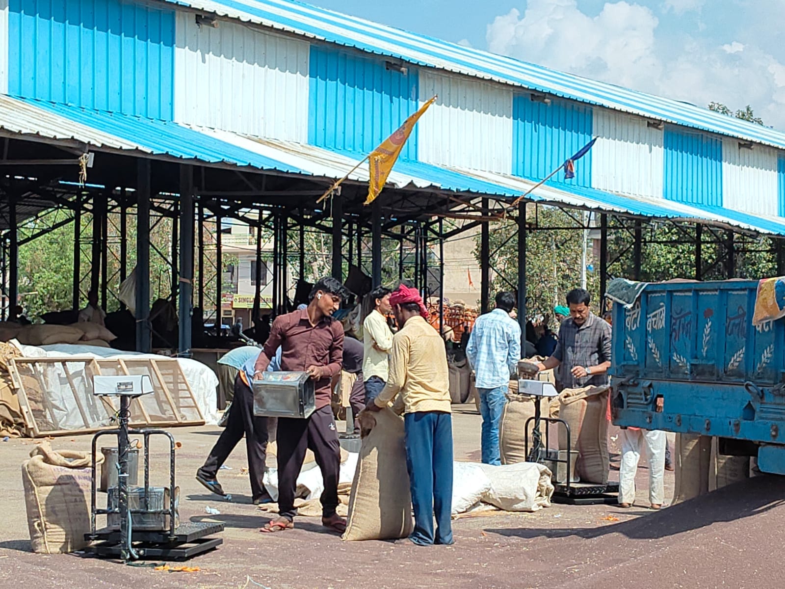 कोसली अनाज मंडी में पड़ा गेहूं। संवाद