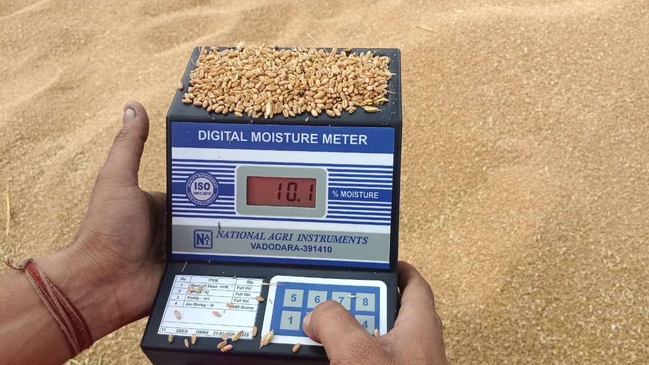 शहर की पुरानी अनाज मंडी में खुले आसमान के नीचे रखी गेहूं की ढेरी। संवाद शहर की पुरानी अनाज मंडी में खुले आसमान के नीचे रखी गेहूं की ढेरी। संवाद