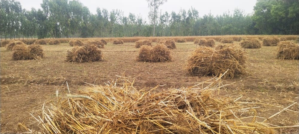 शामली में कैराना रोड पर बरसात के बाद जलभराव । संवाद