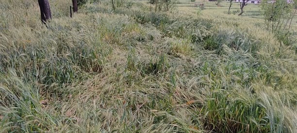 धर्मशाला के उपरेड़ में बारिश के कारण ढही गेंहू की फसल। लगातार बारिश के कारण फसल काली पड़ने लगी 