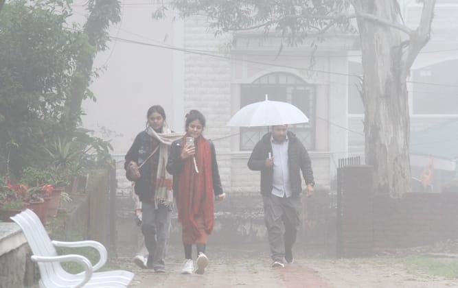 धर्मशाला के उपरेड़ में बारिश के कारण ढही गेंहू की फसल। लगातार बारिश के कारण फसल काली पड़ने लगी 