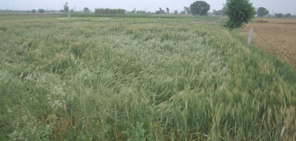 बारिश होने से गढ़ रोड पर सड़क किनारे हुआ जलभराव। संवाद