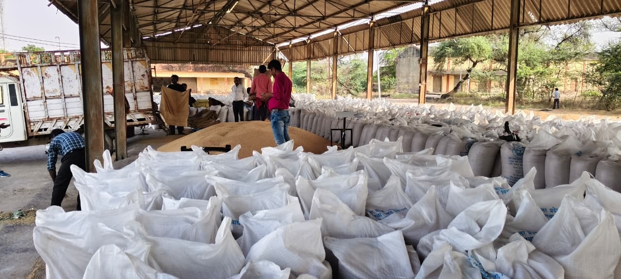 बुधवार की सुबह बारिश से मंझनपुर के ओसा मंडी के बाहर रखा गेहूं की छल्ली का ऊपरी हिस्सा भीगा। संव
