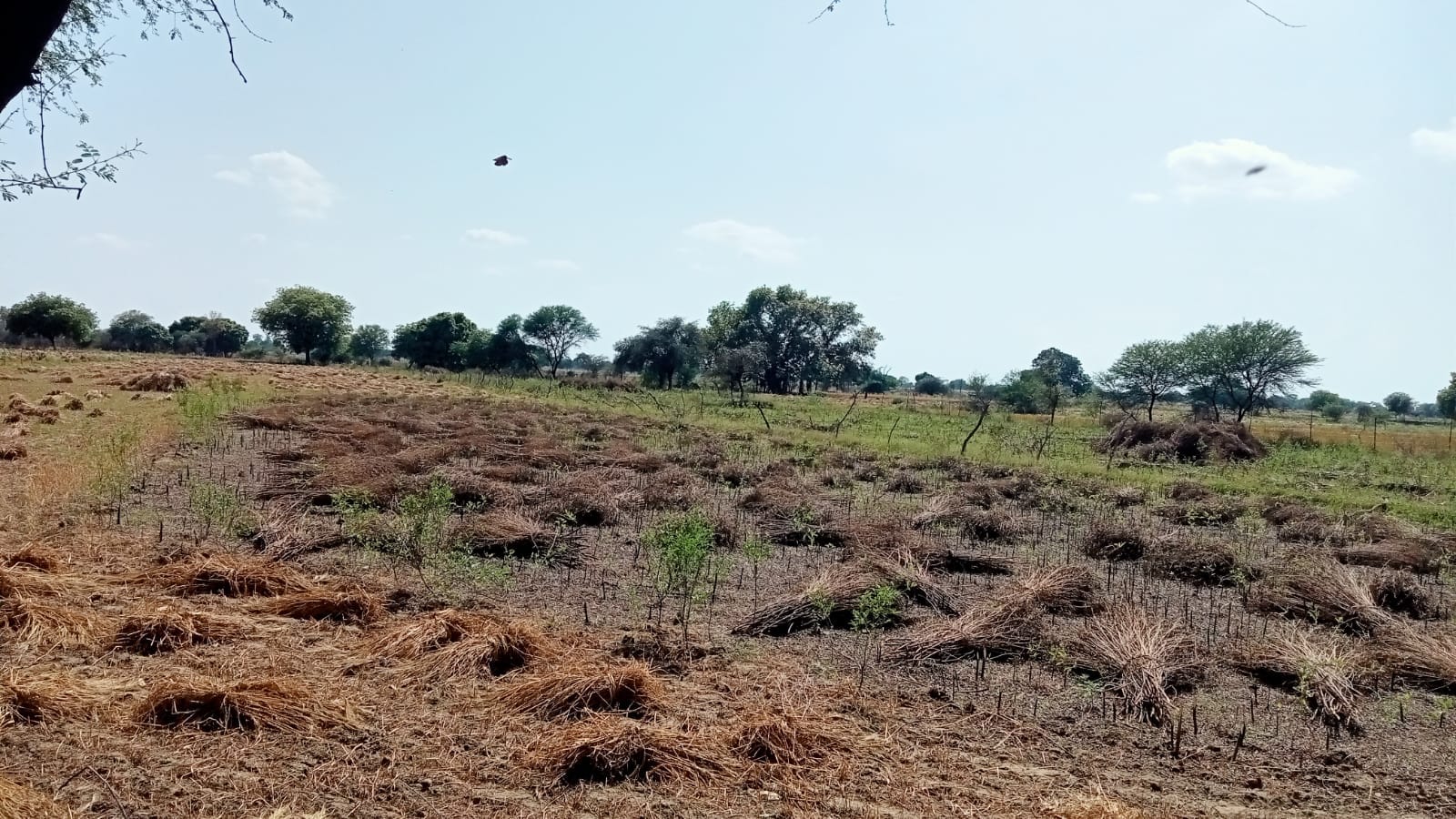 फोटो 08 एचएएमपी 10- खेतों में वन विभाग द्वारा खोदे गए गड्ढे। संवाद
