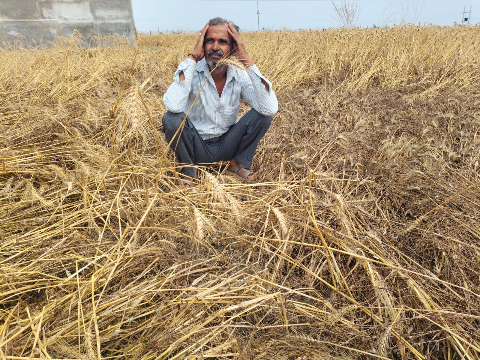 फोटो 08 एचएएमपी 10- खेतों में वन विभाग द्वारा खोदे गए गड्ढे। संवाद