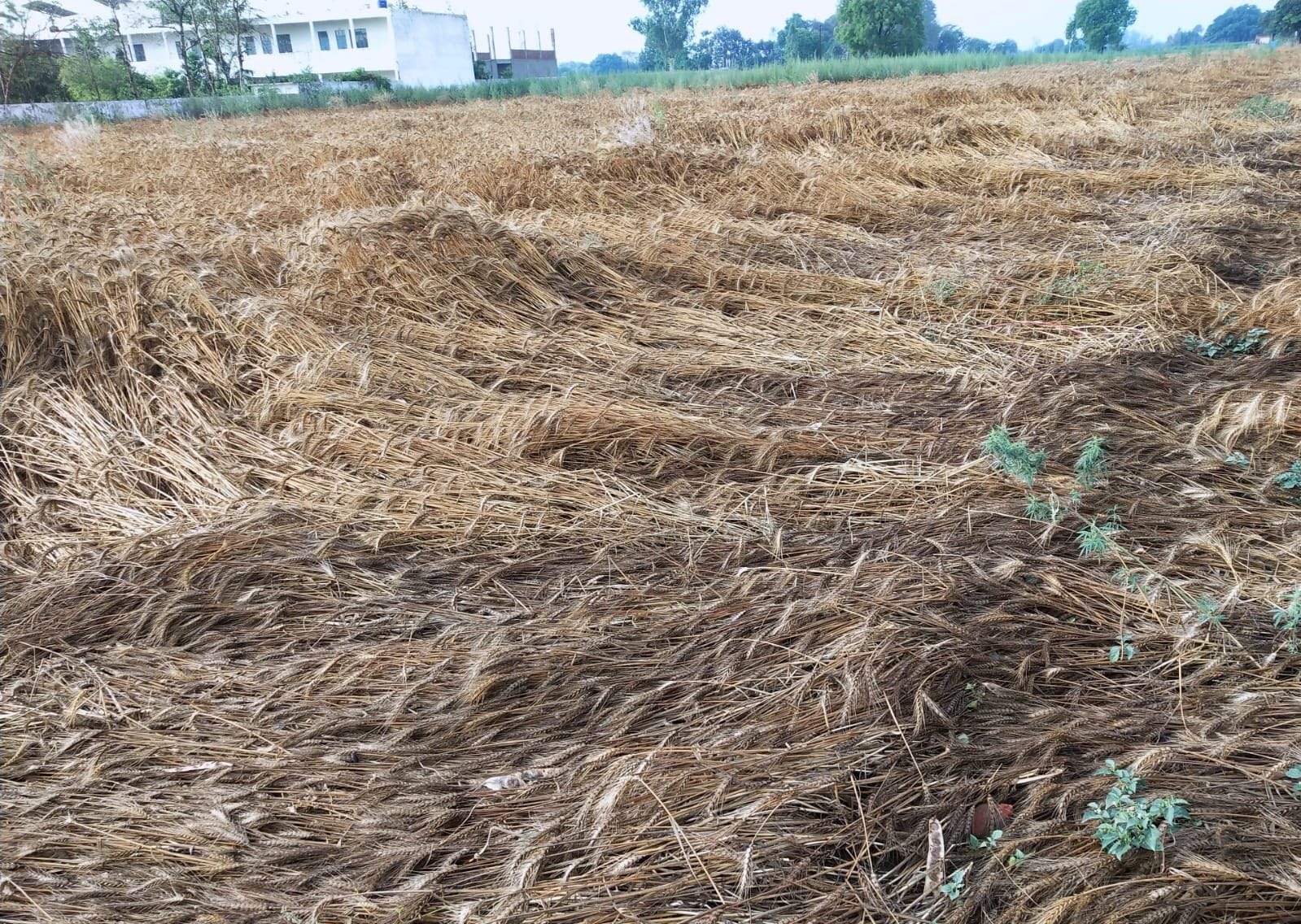 फोटो-15-सफीपुर के अतहा में भीगी फसल को सुखाने के लिए खेत में फैलाते किसान। संवाद