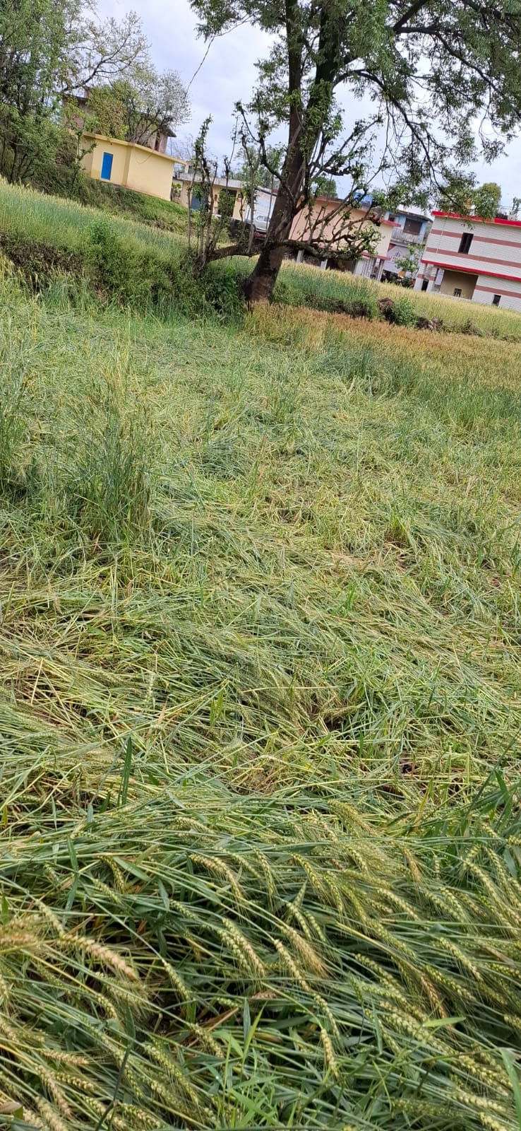 लगदेवी में बारिश के बाद खेतों में गिरी गेहूं की फसल। संवाद