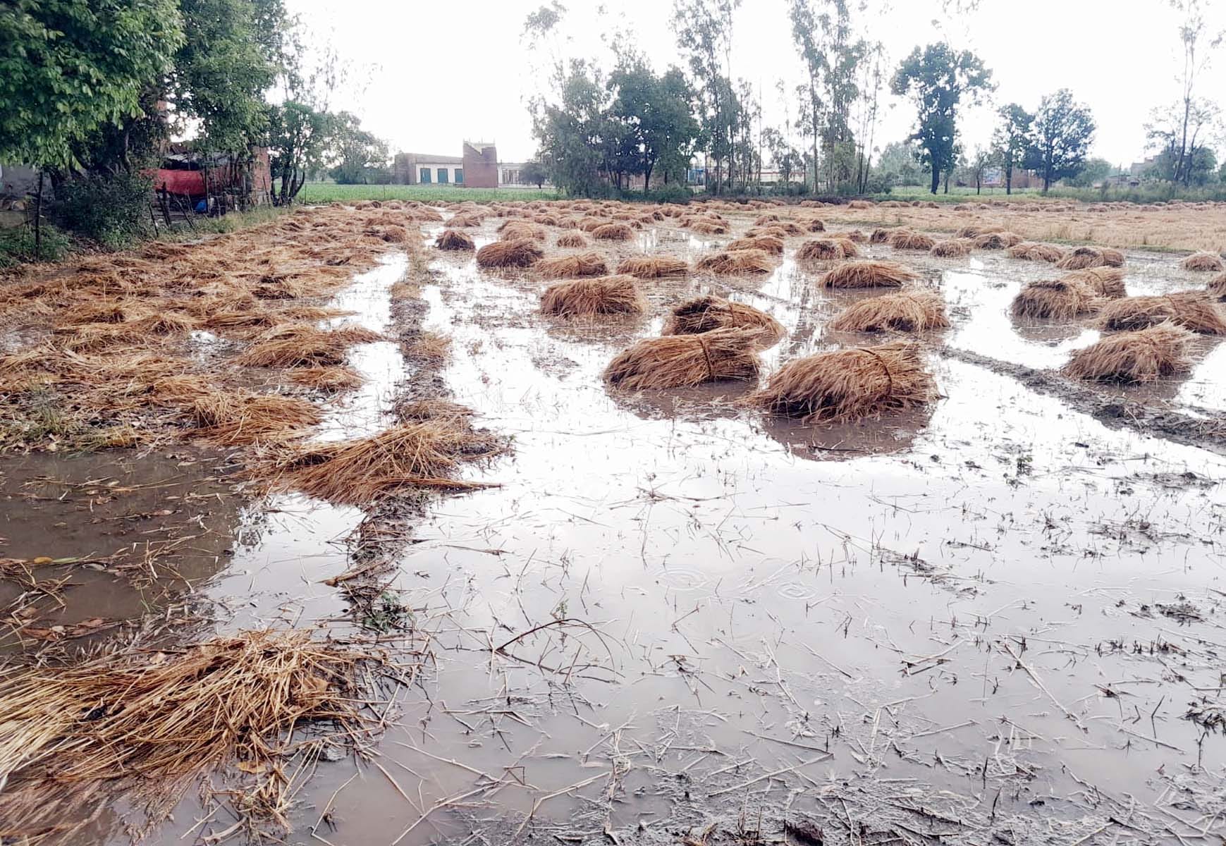 पुवायां मंडी में तिरपाल से ढके गेहूं के ढेर और छाए बादल। संवाद