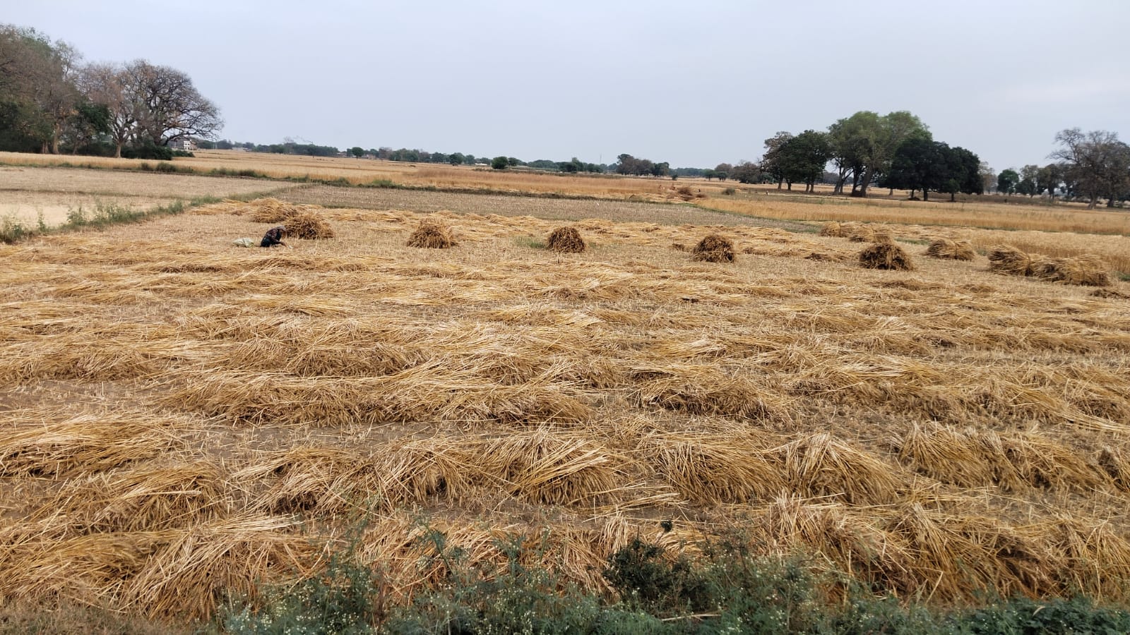 रामचंद्र सिंह