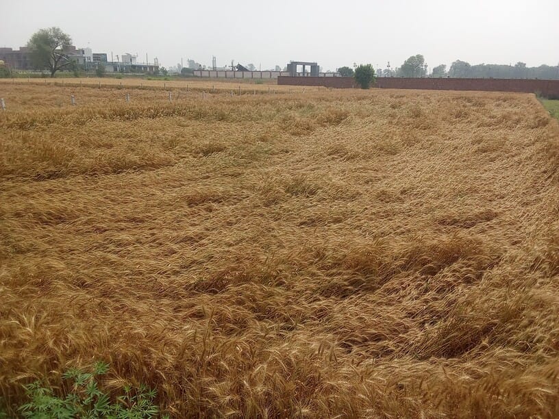 शामली में कैराना रोड पर जलभराव में जाते वाहन । संवाद