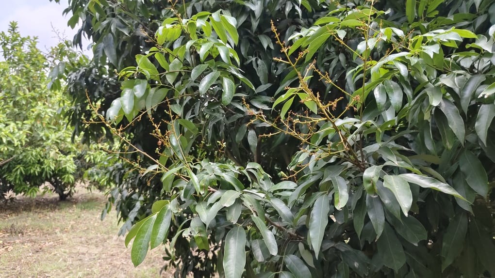 शामली में कैराना रोड पर जलभराव में जाते वाहन । संवाद