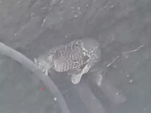 धावड़ी गांव में तेंदुए के रेस्क्यू के लिए कुंए में उतरे रेंजर।