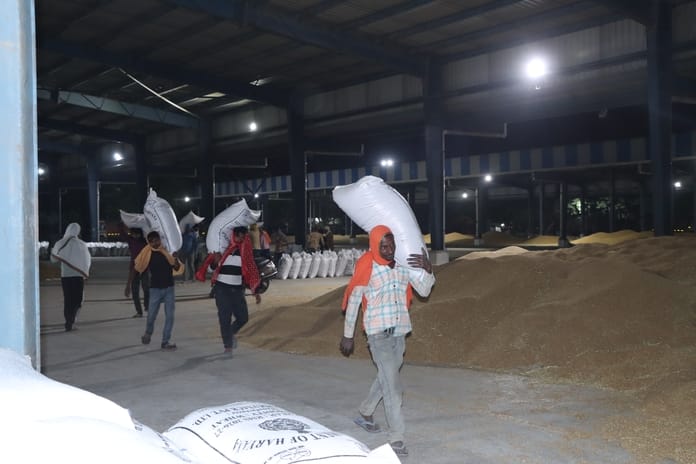 10-रोहतक अनाज मंडी में खुले आसमान तले लगी गेहूं की ढेरियां। संवाद