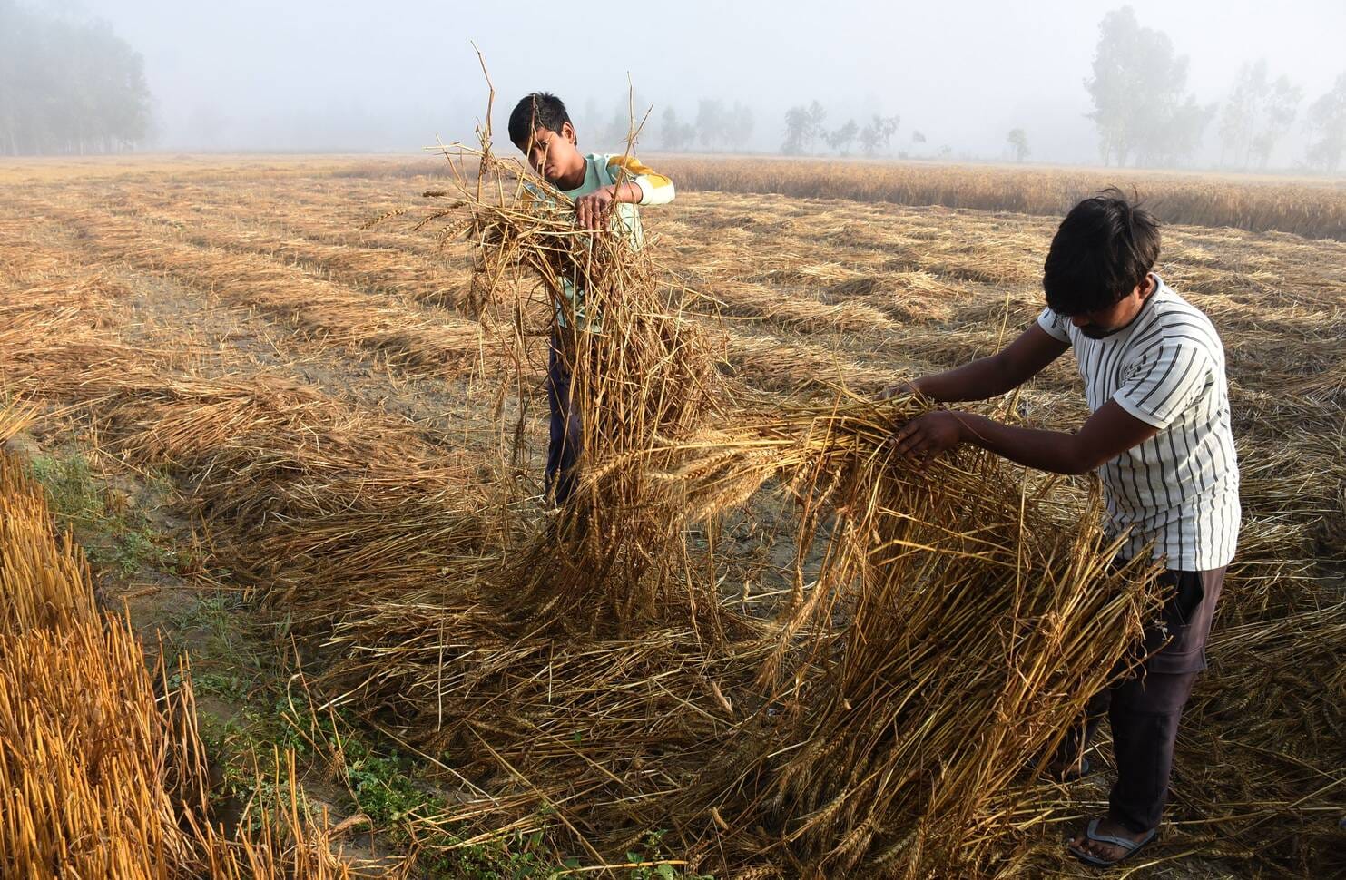 फसलों के नुकसान का निरीक्षण करते एसडीएम मोहनलालगंज फसलों के नुकसान का निरीक्षण करते एसडीएम मोहनलालगंज
